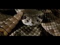 Rattlesnake rattling in slow motion - 600fps