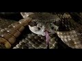 Rattlesnake rattling in slow motion - 600fps