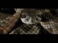 Rattlesnake rattling in slow motion - 600fps