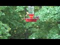 Hummingbird short clip