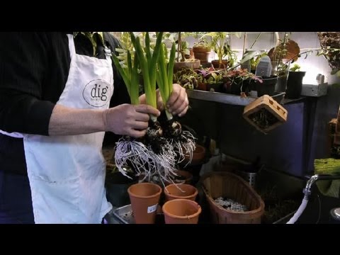 how to transplant hyacinth bulbs
