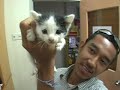 Faith of Three Little Cute Kittens. Faith of Three Little Cute Kittens.