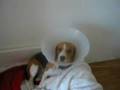 philou met kap - lopen - beagle
