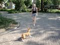 Mirtillo, the trainable basenji Part 1 Mirtillo, the trainable basenji Part 1