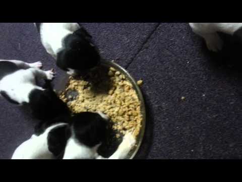 first feeding of beneful and milk
