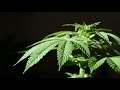 Tribal Seeds – The Garden