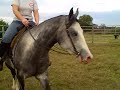 jazz trot nice