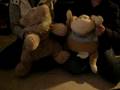 Teddy Bear Macarana