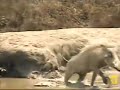 Fatty snaps at warthog Fatty snaps at warthog