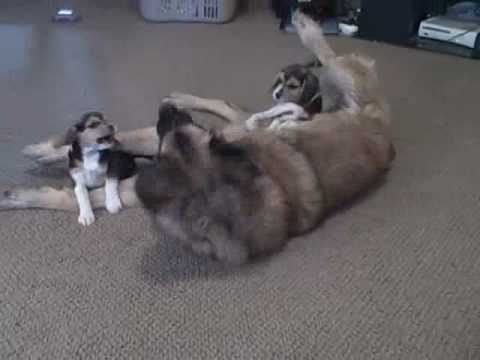 leonberger