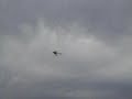 SARCH  Bruce Raptor 29th June 2008