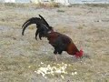 Rusty the rooster eats popcorn... see him
