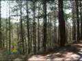 Birding Da Lat endemic species to Vietnam