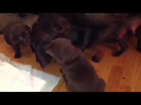 Day 34 (2) chocolate lab puppies