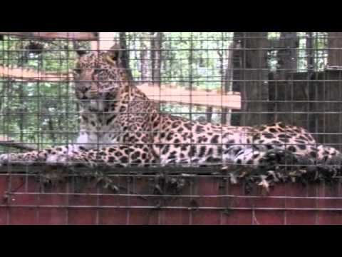 tigons roar