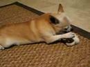 Chachi's favorite toy