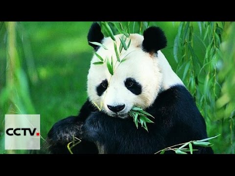 Посланец дружбы - Черно-белый ангел