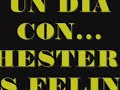 un dia con chester y sus felinos