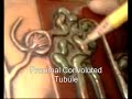 The Nephron