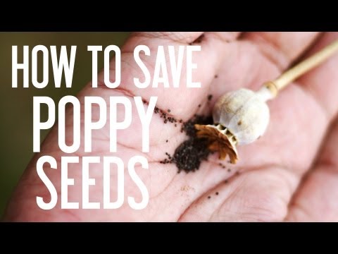 how to grow poppies from seed