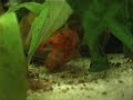 Cambarellus patzcuarensis orange - CPO - Zwergflusskrebs bei der Paarung