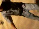 Tony Hawks Junior