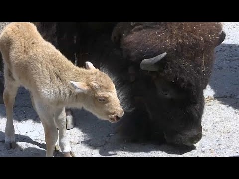 Belgrad/Serbien: Nachwuchs im Belgrader Zoo - ein Rehkitz und ein Bisonkalb wurden geboren