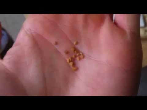how to grow ashwagandha