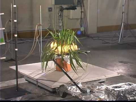 how to transplant yucca filamentosa