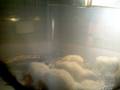 videos de little chickens
