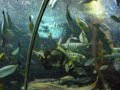Unterwasserwelt Singapur