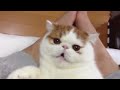 Click here to watch this video Exotic ShortHair Renji #29 - Teasing Renji レンジ君をいじめてあげる＾＾