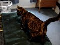 The Return of Gracie The Kitty! The Return of Gracie The Kitty!