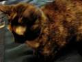 videos de The Return of Gracie The Kitty!