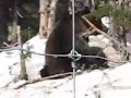 Grizzly Bears at Grouse