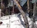 Grizzly Bears at Grouse