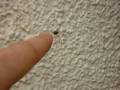 Daddy Longlegs (US) | Harvestman (Brit) | Weberknecht (Ger)