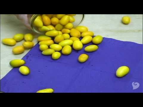 kumquat