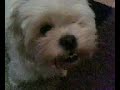 Abusiv Dog by bradz norris :D