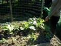 videos de Kats Garden 2