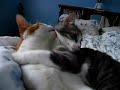 cats kissing
