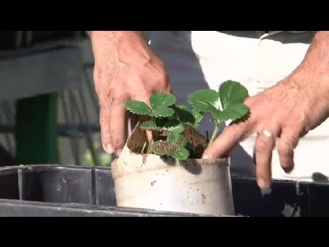 how to grow strawberries in a pot