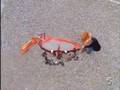 Neil Buchanan-The crab