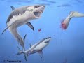 megalodon megalodon