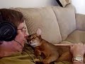 ?????Abyssinian gets tender loving care