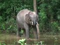 Borneo - The rare pigmy elephants Borneo - The rare pigmy elephants