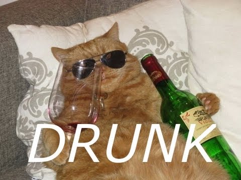 Alcoholic Pet Alert. MY CAT NEEDS REHAB!!