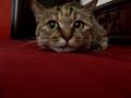 videos de meow tse fun, the skulker.