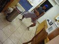Samoa Teaching my lil bro how to dance