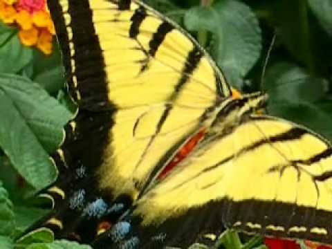 Tiger Swallowtail Butterfly Bank